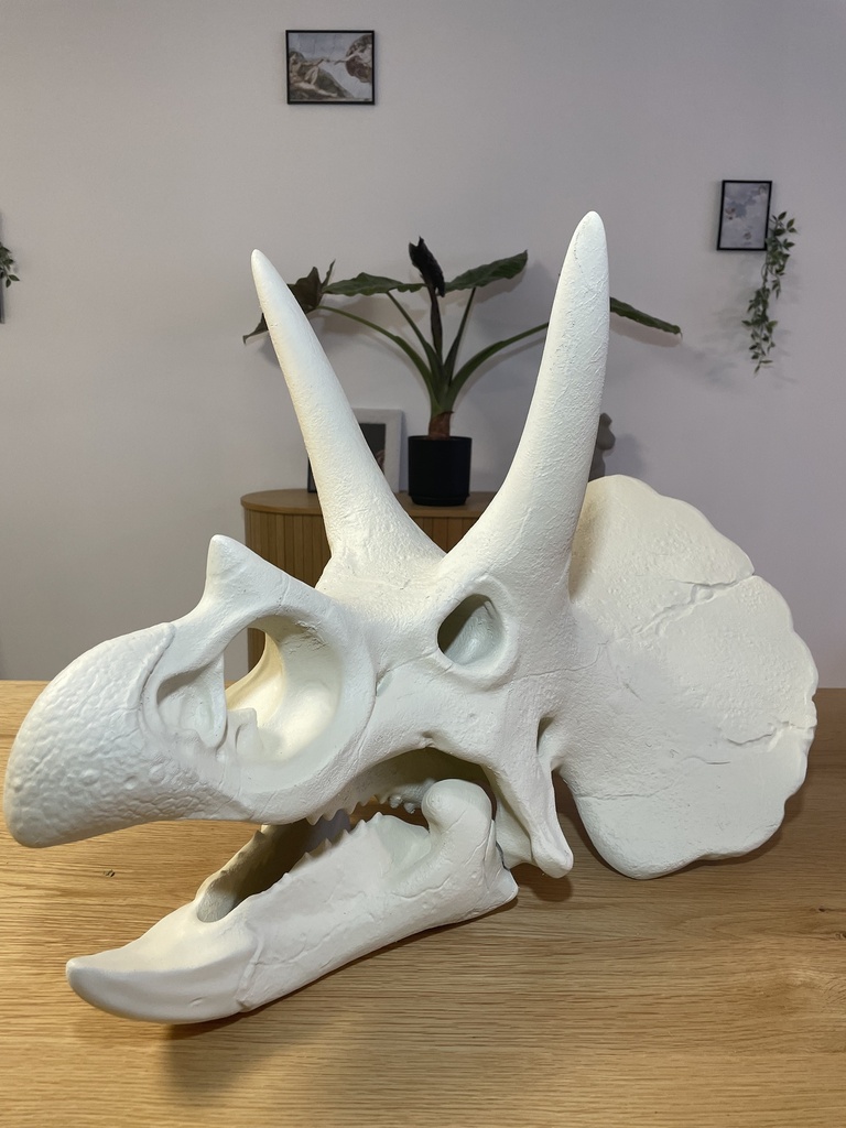 Crâne de Triceratops_Droite