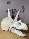 Crâne de Triceratops