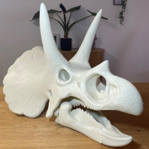 crane triceratops face 1